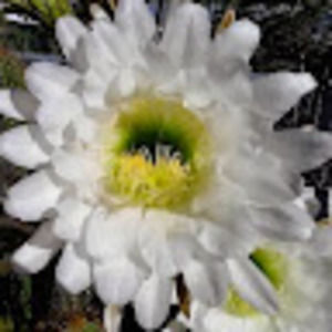 Meet your Posher, Renola